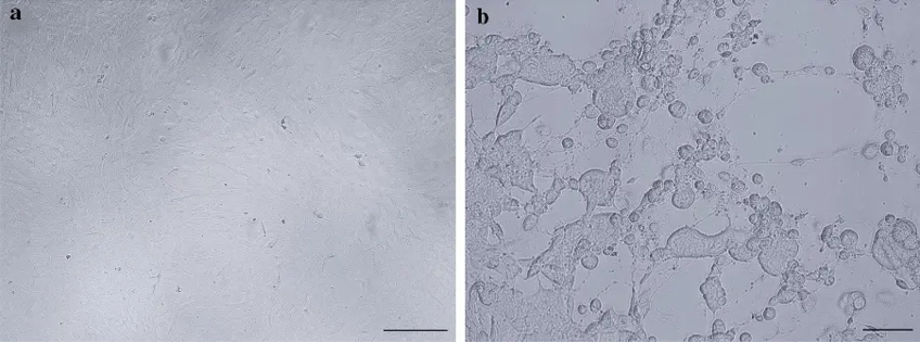 Cytopathic effect of EHV-3 in primary equine kidney cells. a prmEqFK cell monolayer, scale bar 20 μM. b EHV-3 infected prmEqFK cells, scale bar 50 μM.