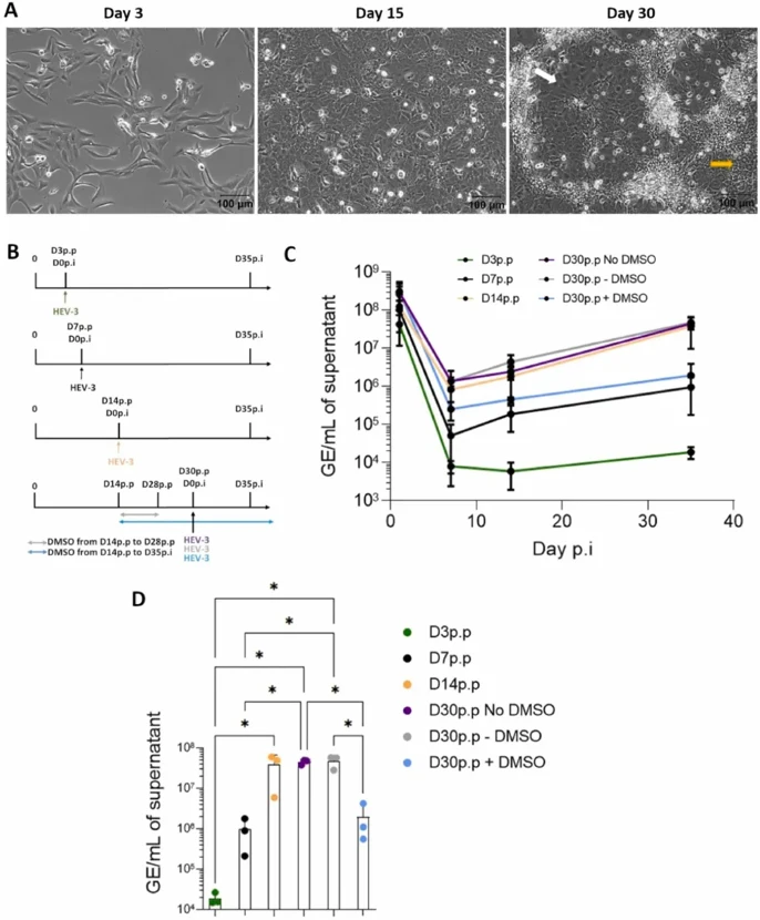 DMSO-induced differentiation is not essential for HEV infection in HepaRG cells.