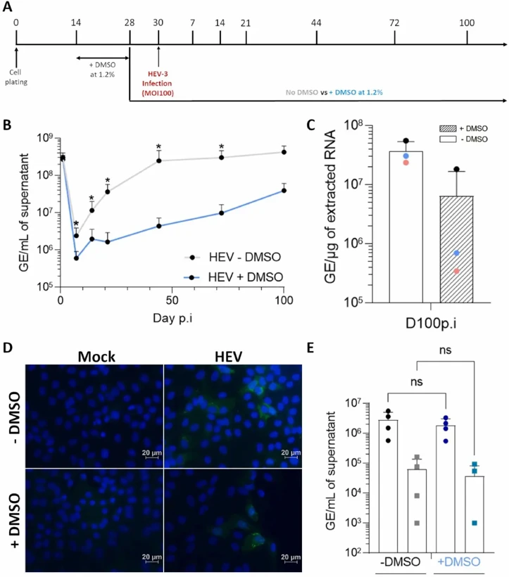 Optimal HEV-3 replication is detected in dHepaRG cultivated in absence of DMSO.