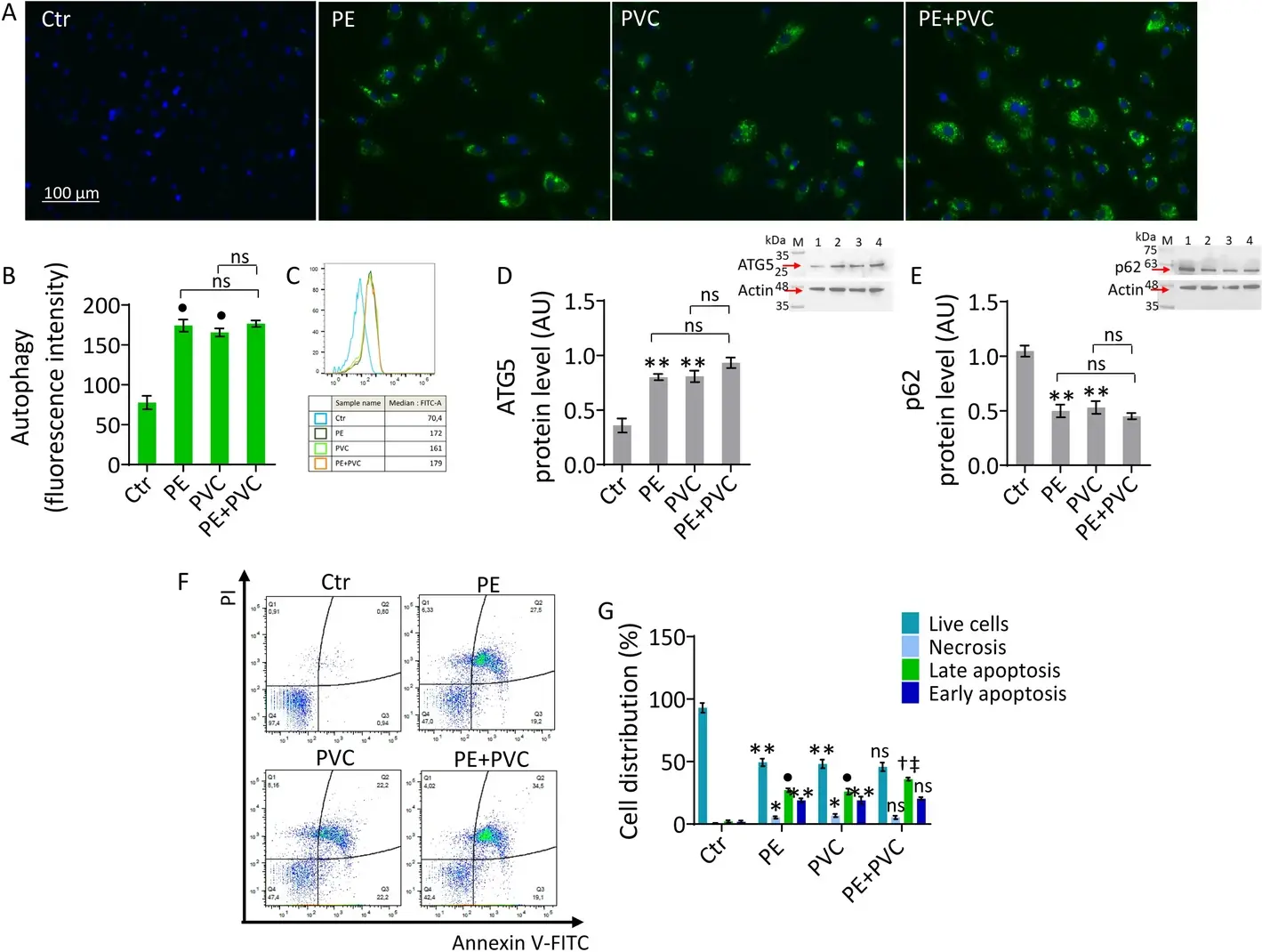 MPs triggered cell death mechanisms.
