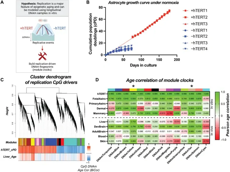 Replication-driven epigenetic fingerprints trained from longitudinal hTERT trajectory in vitro capture multitissue epigenetic aging.