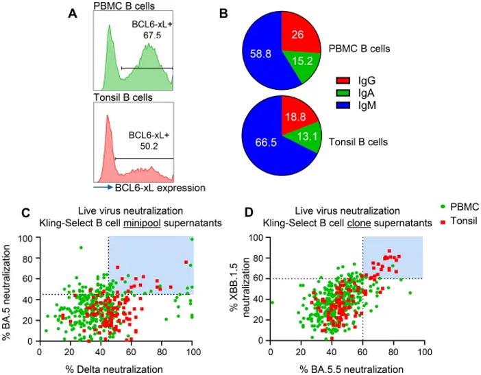 Generation and functional screening of immortalized B cell libraries derived from human PBMCs and tonsils for SARS-CoV-2 neutralizing activity.