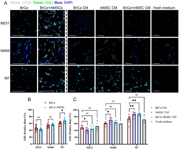EdU and DAPI staining in M231, M468, and M7 cells under direct co-culture with ihMSCs or treatment with BrCa CM, ihMSC CM, BrCa + ihMSC CM, or fresh RPMI-1640 medium.