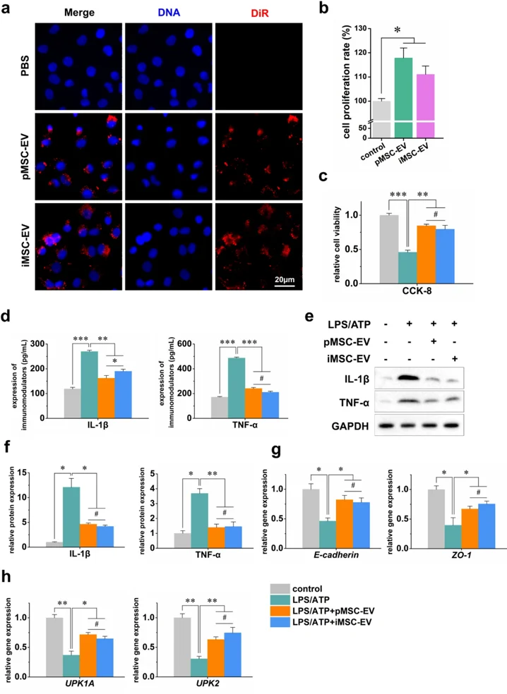iMSC-EVs ameliorated LPS/ATP-induced damage in SV-HUC-1 cells.