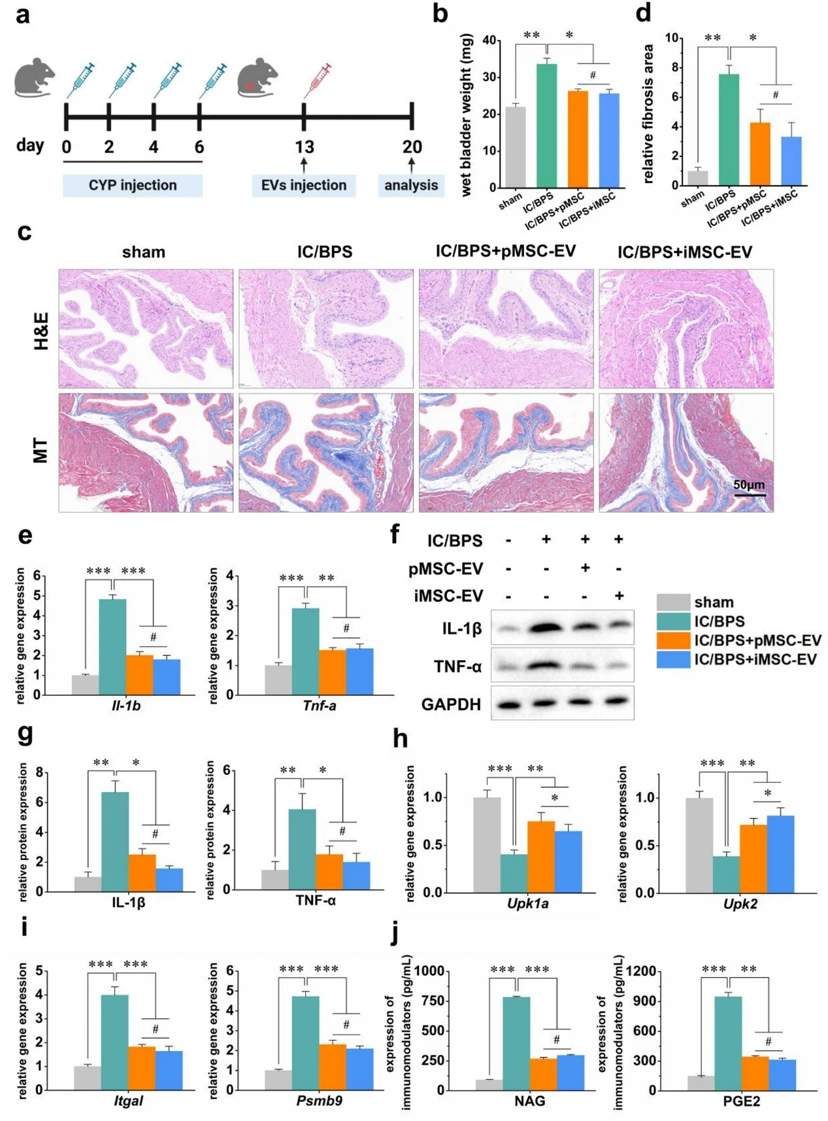 iMSC-EVs alleviate bladder injury in CYP-induced IC/BPS mice.