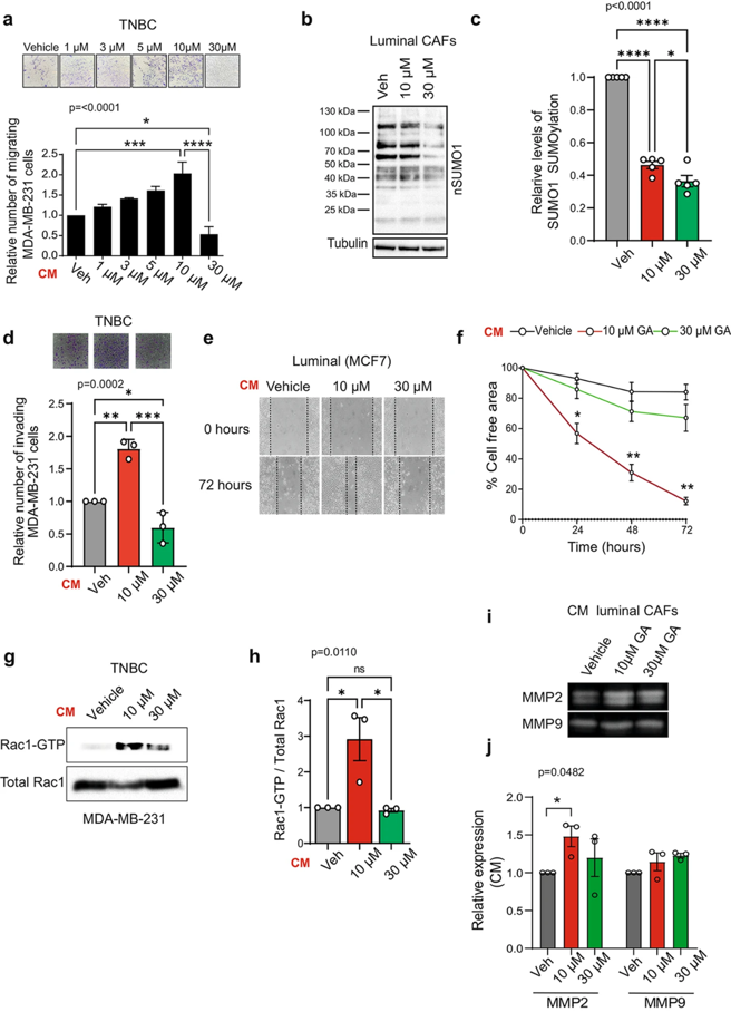 Inhibition of SUMO1 modification regulates the pro-malignant effects of CAFs on breast cancer cells.