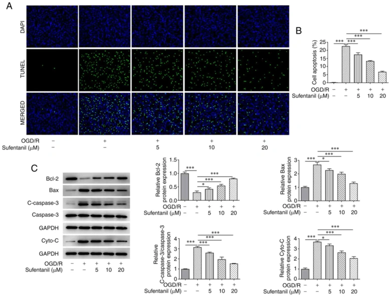 Sufentanil inhibits the apoptosis of OGD/R-induced human cardiac microvascular endothelial cells.
