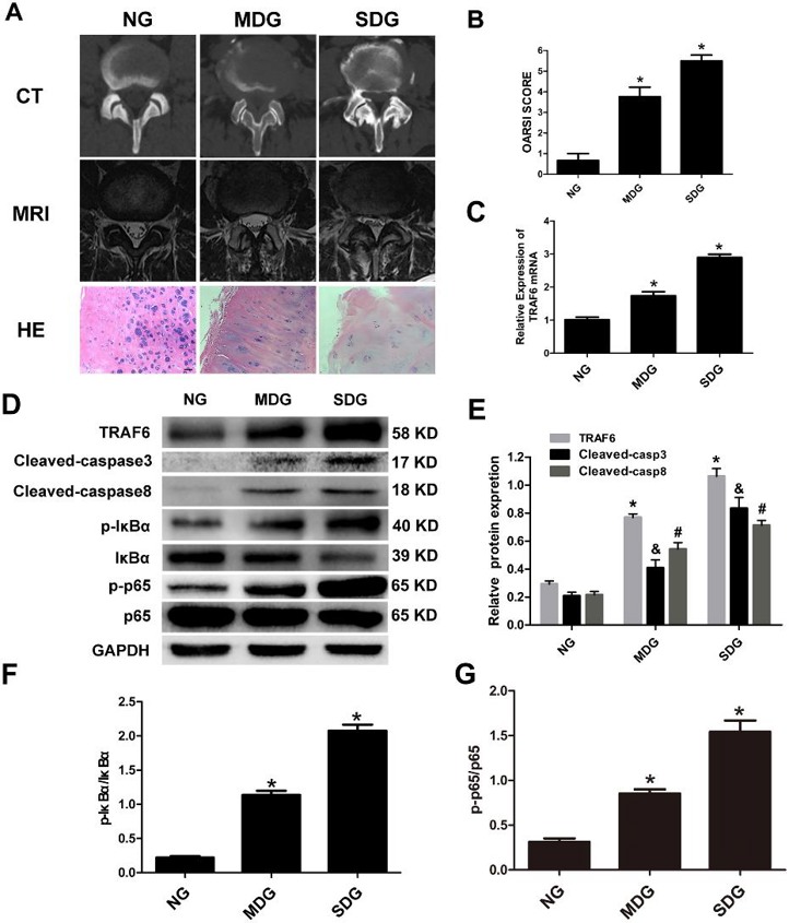 Upregulation of TRAF6 and apoptotic markers in LPS-induced chondrocytes.