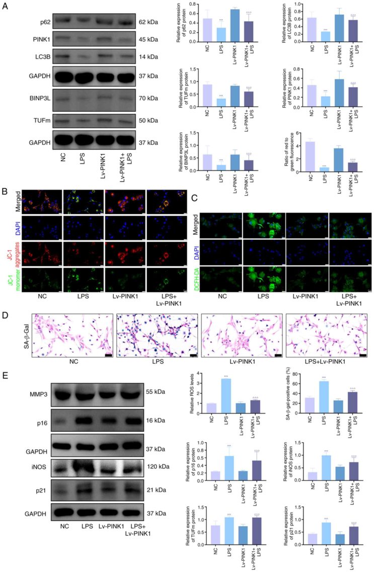 overexpression decreases senescence and promotes mitophagy in chondrocytes.