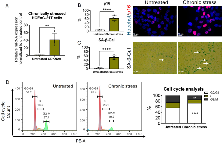 Chronic stress induces p16-mediated cellular senescence and cell cycle arrest.