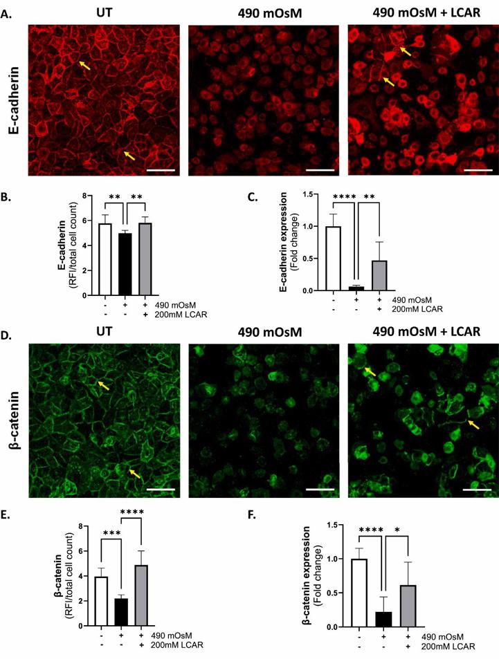 L-carnitine (LCAR) supplementation significantly improved E-cadherin (A,B) and β-catenin (D,E) fluorescence intensity and RNA expression (C, F).