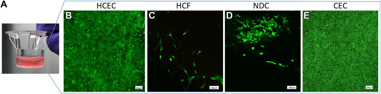 SV40-immortalized human corneal epithelial cells (HCEC) formed the topmost layer of cells (B), immortalized human corneal fibroblasts (HCF) and neuroblastoma cells (NDC) (C and D, respectively) were found in the middle collagen layer and telomerase-immortalized human corneal endothelial cells (CEC) on the bottom (E) of the construct.