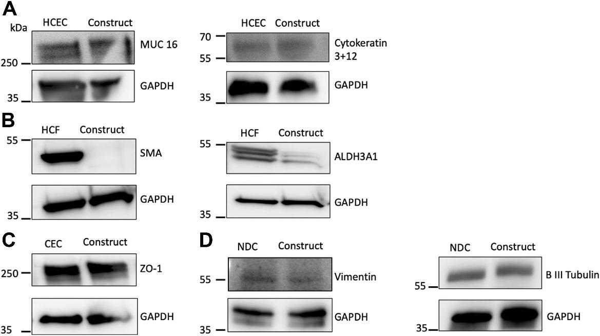 Western blot analysis of the expression of cell markers (MUC16 and cytokeratin 3 + 12 (A), Smooth muscle actin and ALDH3A1 (B), ZO-1 (C), and vimentin and β III tubulin (D) in corneal constructs were compared with positive control cell lines grown in monolayer cell culture (SV40-immortalized human corneal epithelial cells [HCEC], immortalized human corneal fibroblasts [HCF], telomerase-immortalized human corneal endothelial cells [CEC], or neuroblastoma cells [NDC], respectively).
