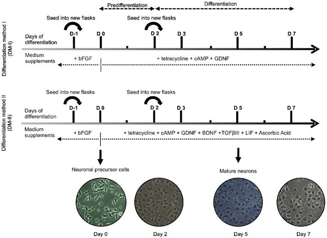 Schematic representation of old and new optimized methods used for obtaining dopaminergic neurons.