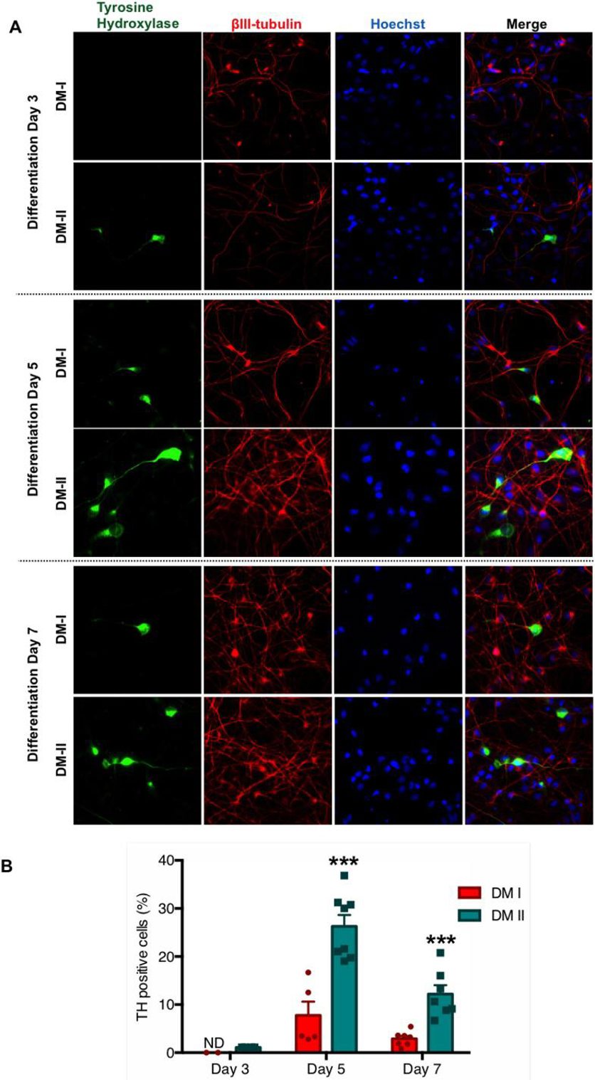 Optimized protocol generates significantly more dopaminergic neurons.