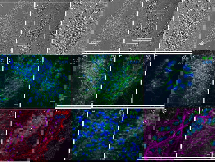 Conditionally immortalized proliferating LUHMES cells can be uniformly differentiated into postmitotic neurons.