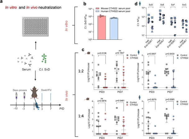 In vitro and in vivo neutralization.