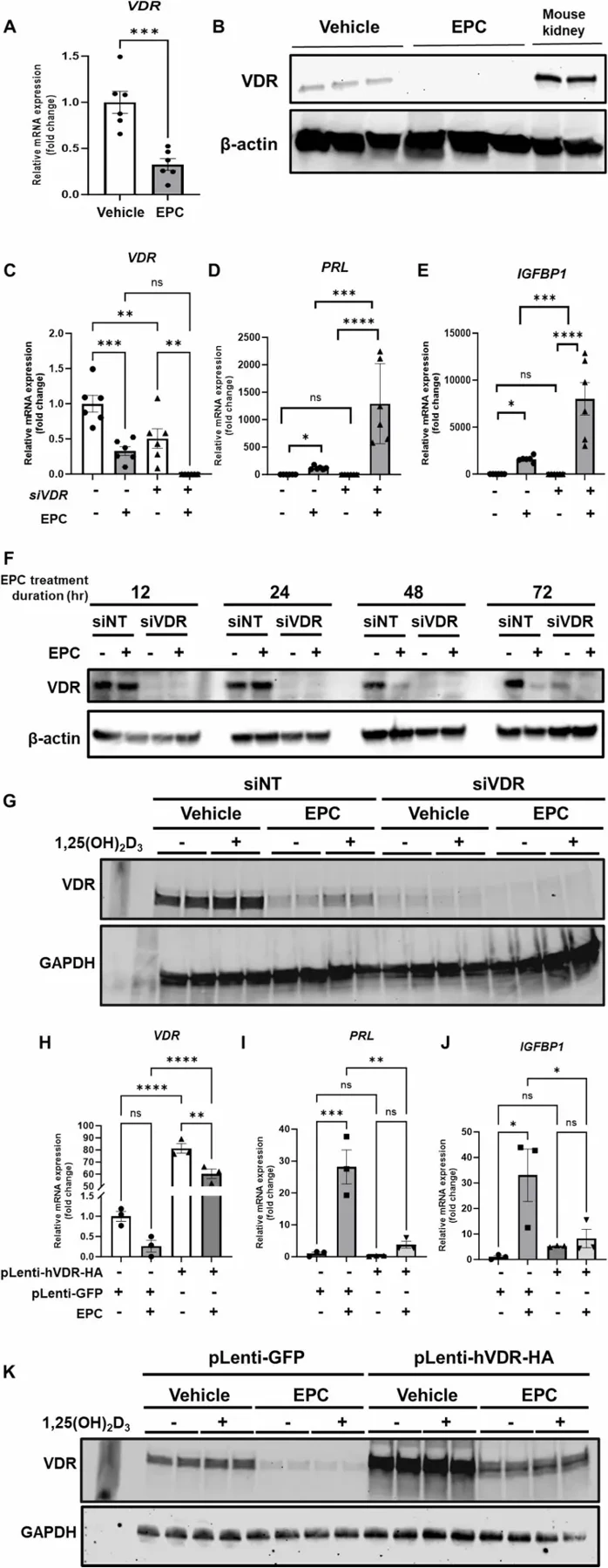 Vitamin D receptor expression is suppressed during in vitro decidualization of telomerase-transformed human endometrial stromal cells, T-HESC.