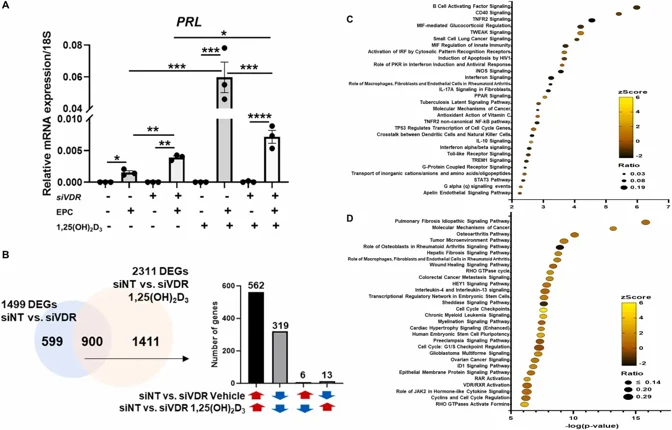Transcriptomic changes regulated by VDR and 1,25(OH) 2D3 in T-HESCs.