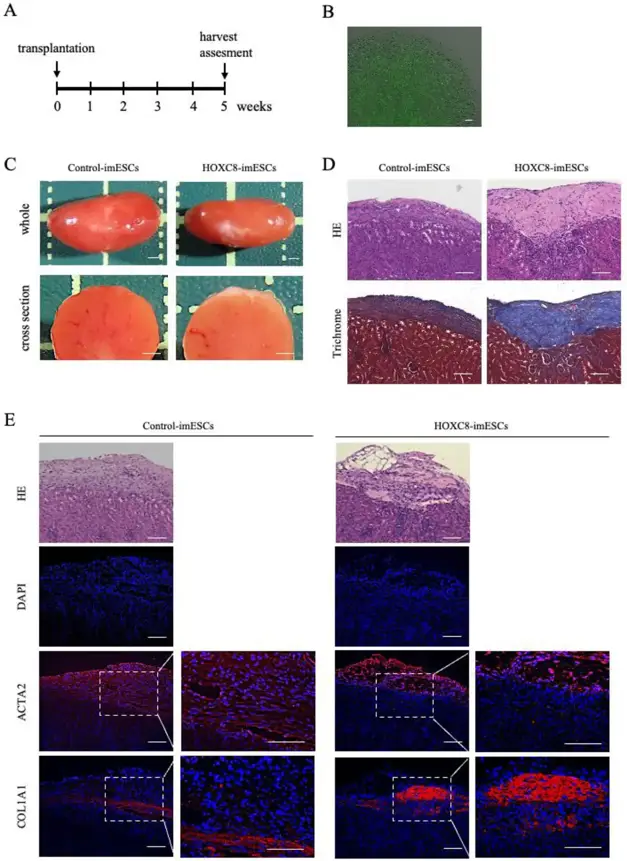 Establishment of a xenograft model using HOXC8-imESCs.