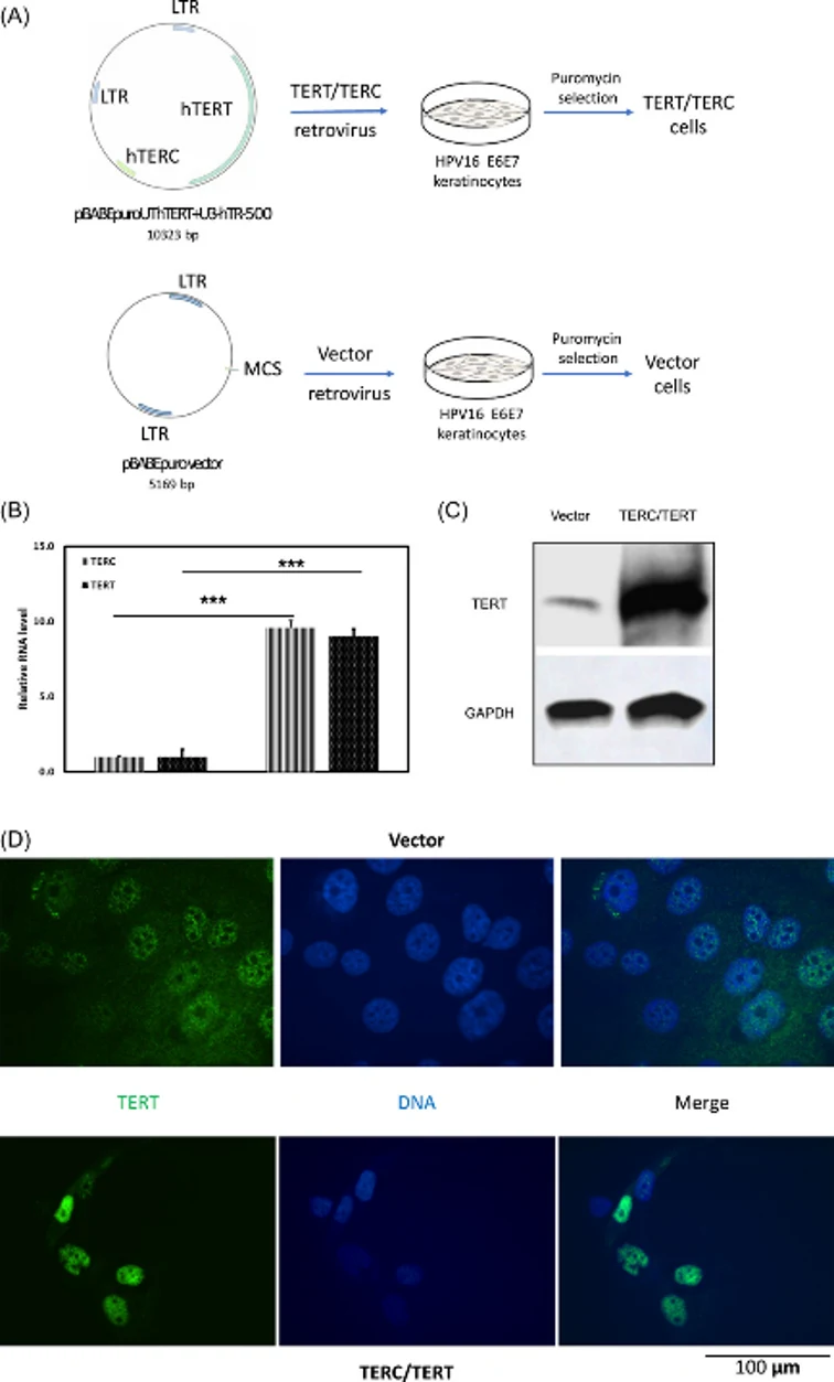 Establishment of HFK/E6E7 cells overexpressed with hTERT and TERC.