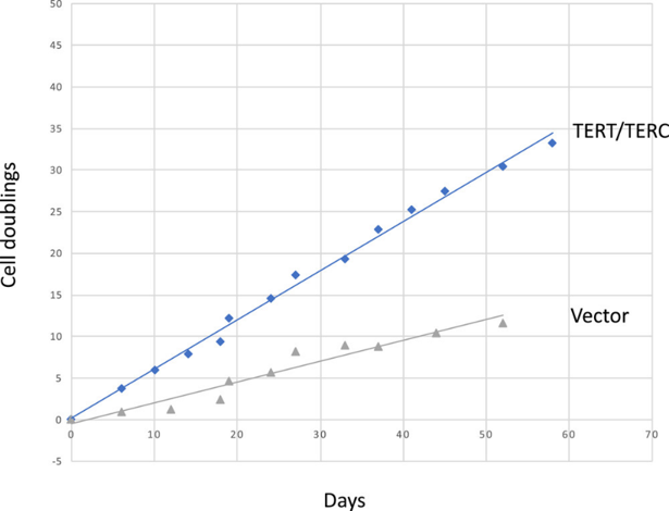 Establishment of HFK/E6E7 cells overexpressed with hTERT and TERC.
