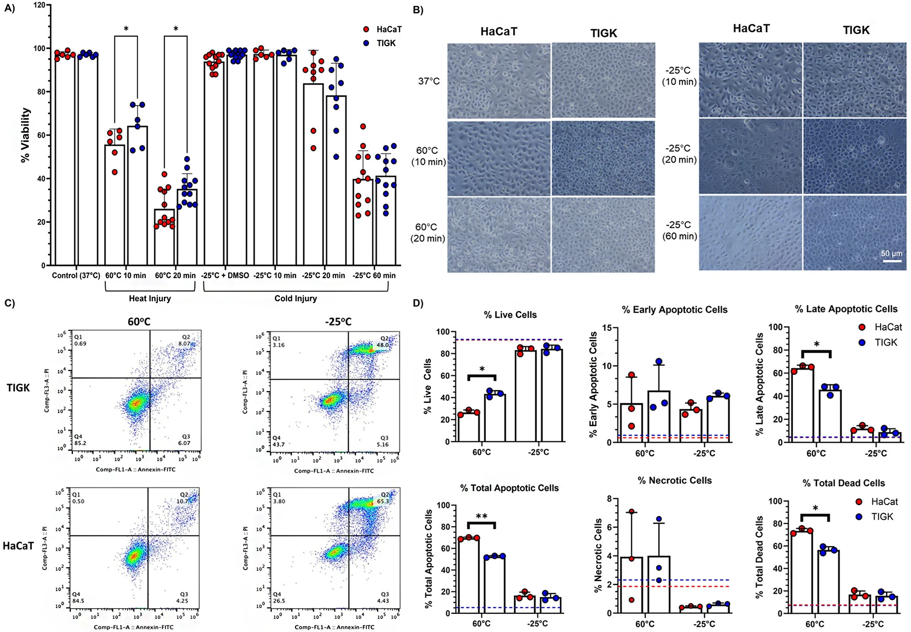 Oral keratinocytes (TIGKs) exhibit enhanced resistance to heat injury.