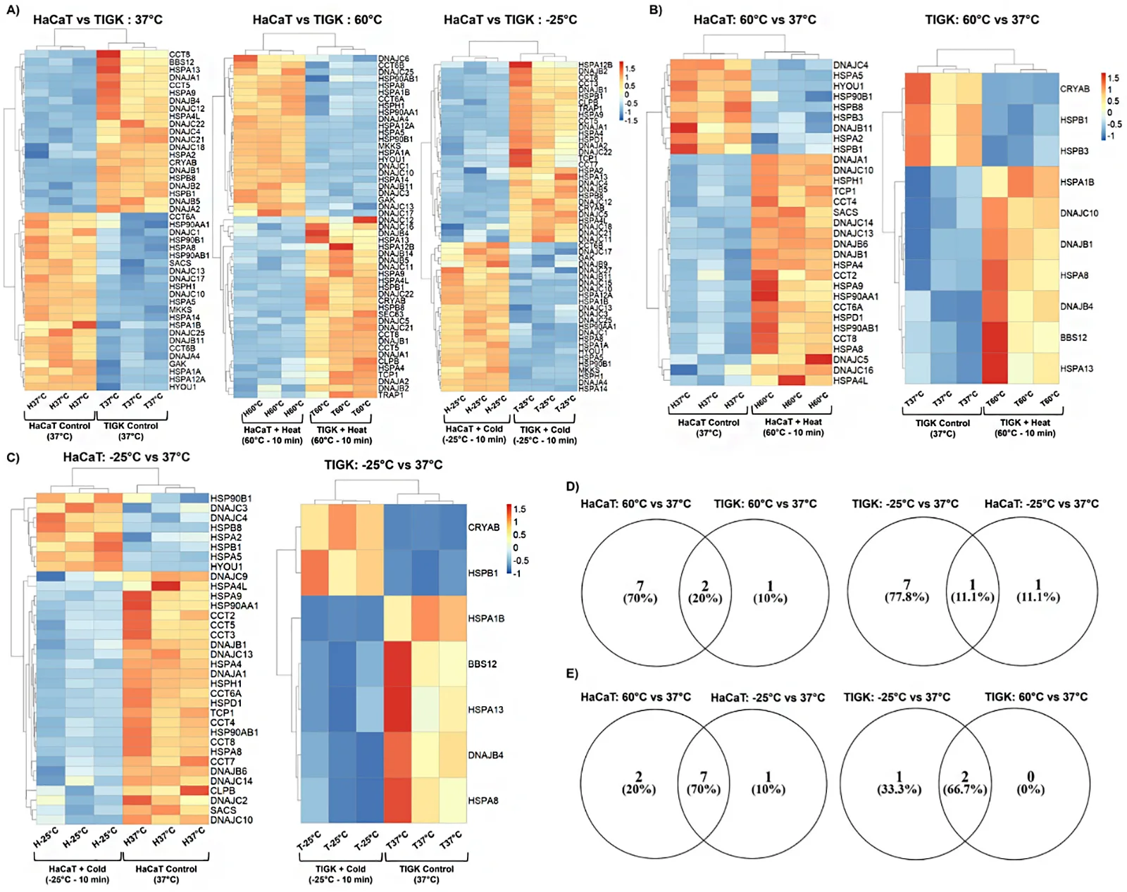 HaCaTs and TIGKs exhibit differential expression of heat shock proteins (HSPs).