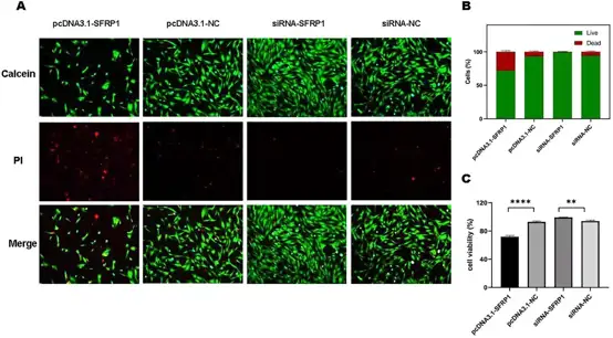 IDPCs' cell viability assay presented by Calcein/PI staining