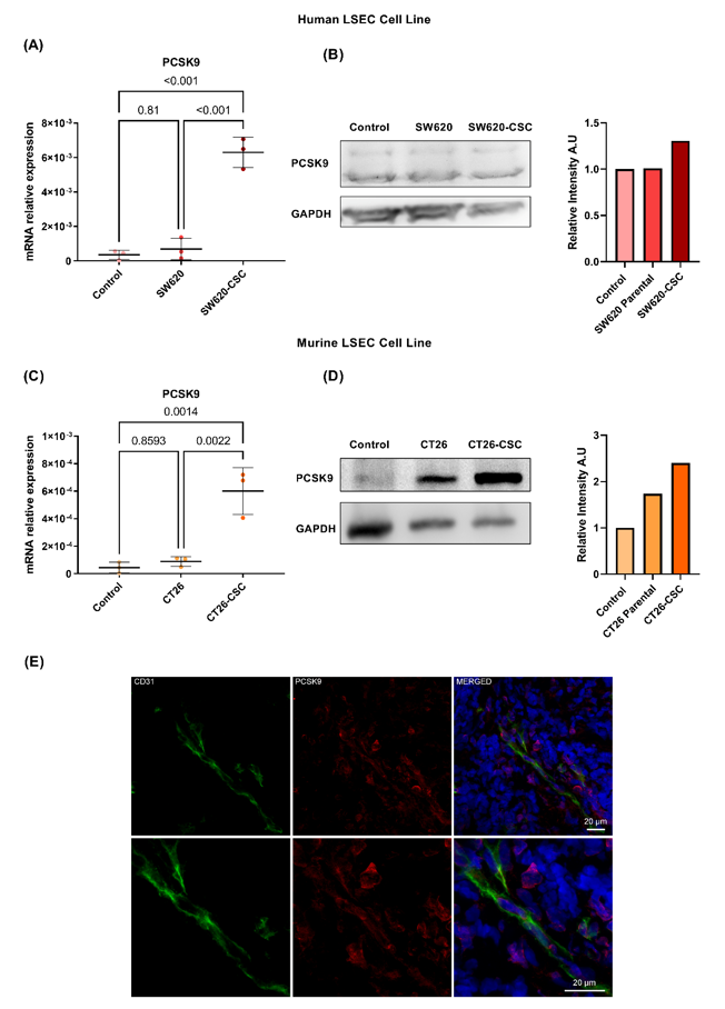 Human and mice LSECs show an increase in PCSK9 expression at the mRNA level when activated with SW620-CSC conditioned media compared to basal.