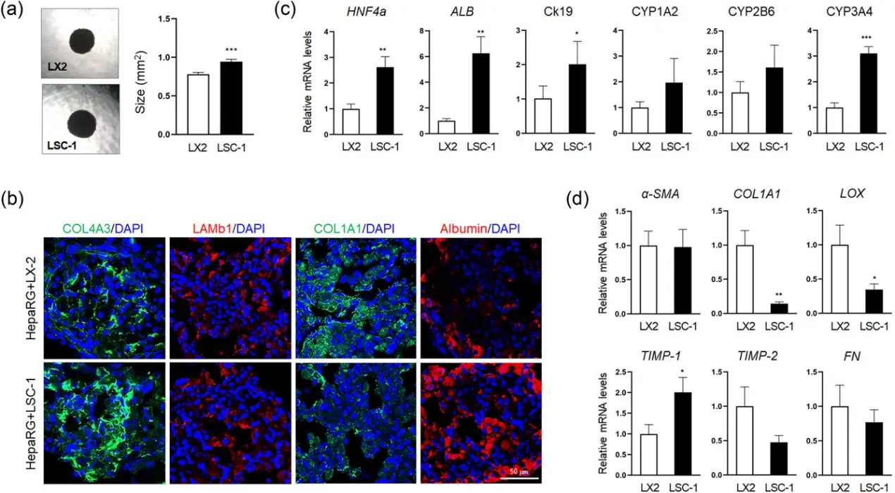 Comparison of initial 3D microenvironment conditions in co-culture spheroids.