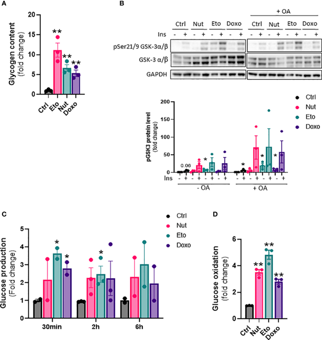 Senescence increases glycogen content, glucose production and glucose oxidation in immortalized human hepatocytes (IHH).