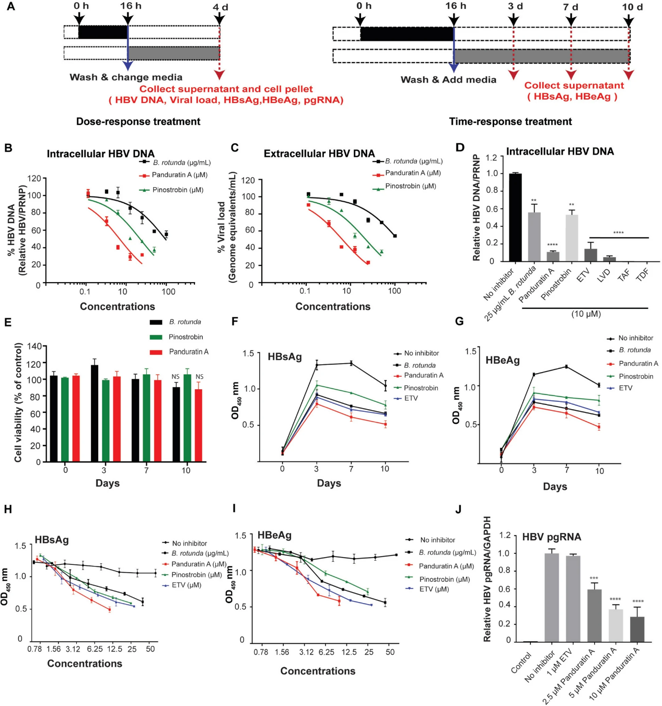 Boesenbergia rotunda extract and its active compounds inhibited HBV DNA replication and viral propagation.