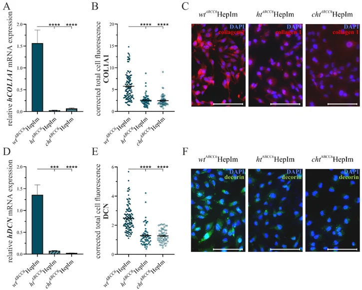 mRNA expression and Immunofluorescence-based detection of selected markers of ECM remodeling.