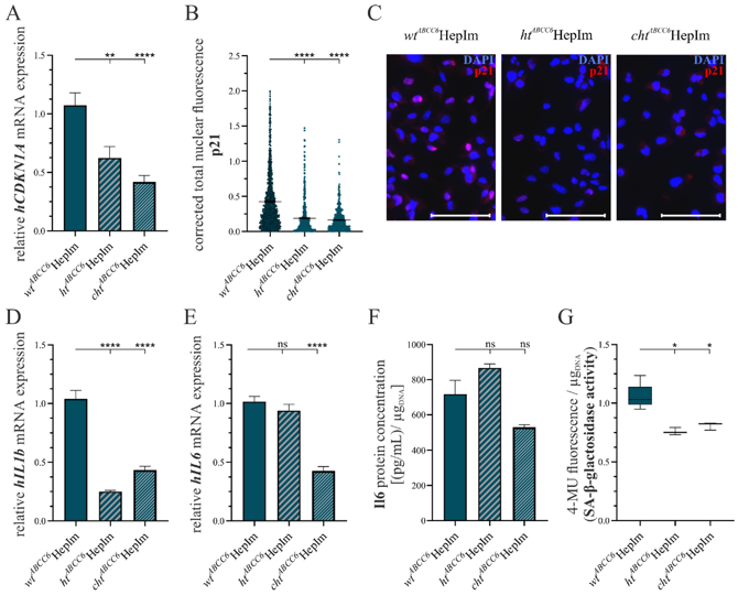 mRNA expression and Immunofluorescence-based detection of selected markers of senescence.