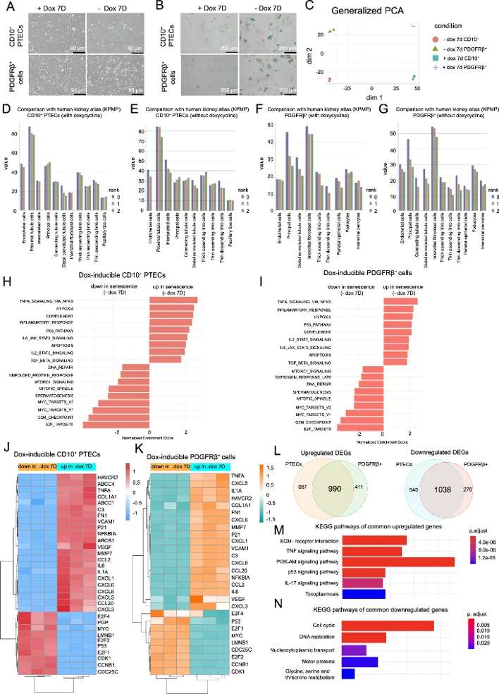 The cell lines matched the respective cell types according to the human single-cell RNA sequencing data and exhibited senescent signatures upon doxycycline withdrawal.