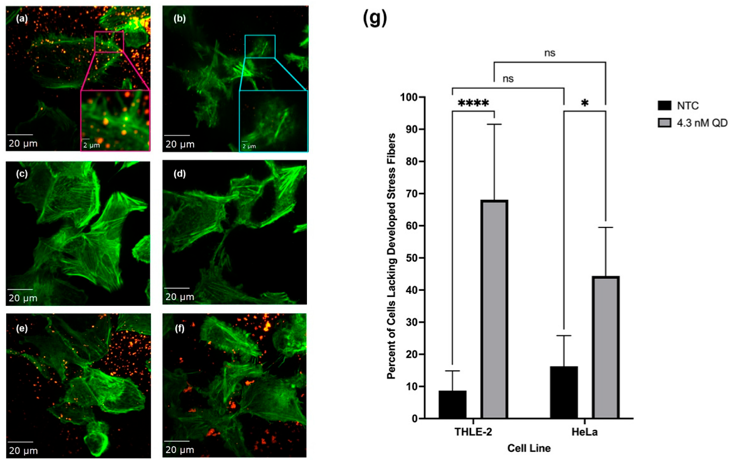 Fluorescence microscopy displayed redistribution of actin filaments.