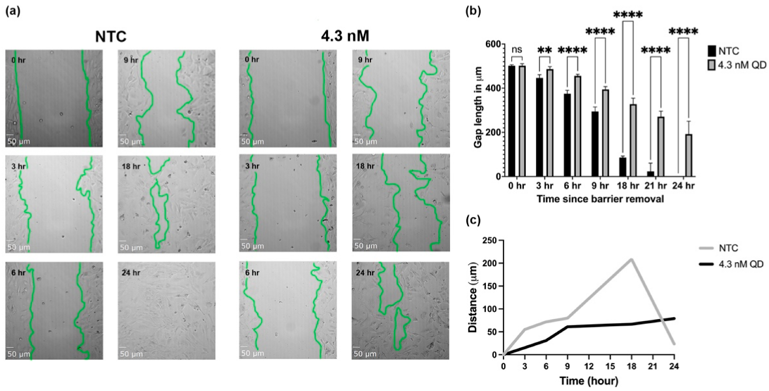 QDs decreased cell migration in THLE-2.