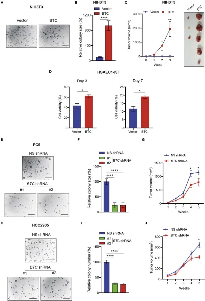 BTC expression is sufficient for tumor initiation and proliferation of immortalized human HSAEC1-KT cells .