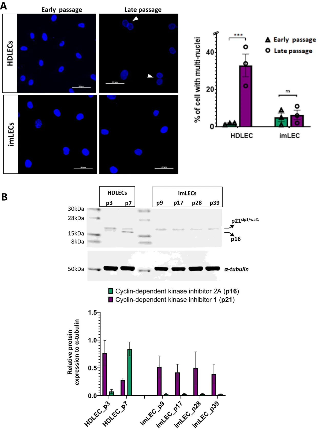imLECs show markers of senescence evasion after long-term culture.