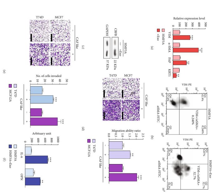 Exosomes rich in CBFB promoted the gene ration of CAF-like phenotype.
