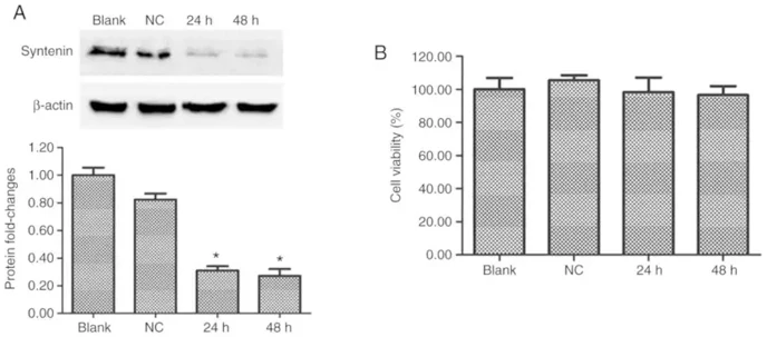 Syntenin-siRNA transfection downregulated the expression of syntenin without affecting cell viability. PIG1 immortalized human melanocytes were either left untreated (Blank), transfected with NC-siRNA or transfected with syntenin-siRNA.