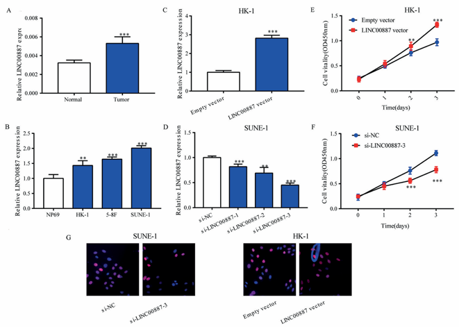 LINC00887 is upregulated in NPC and promotes proliferative ability.