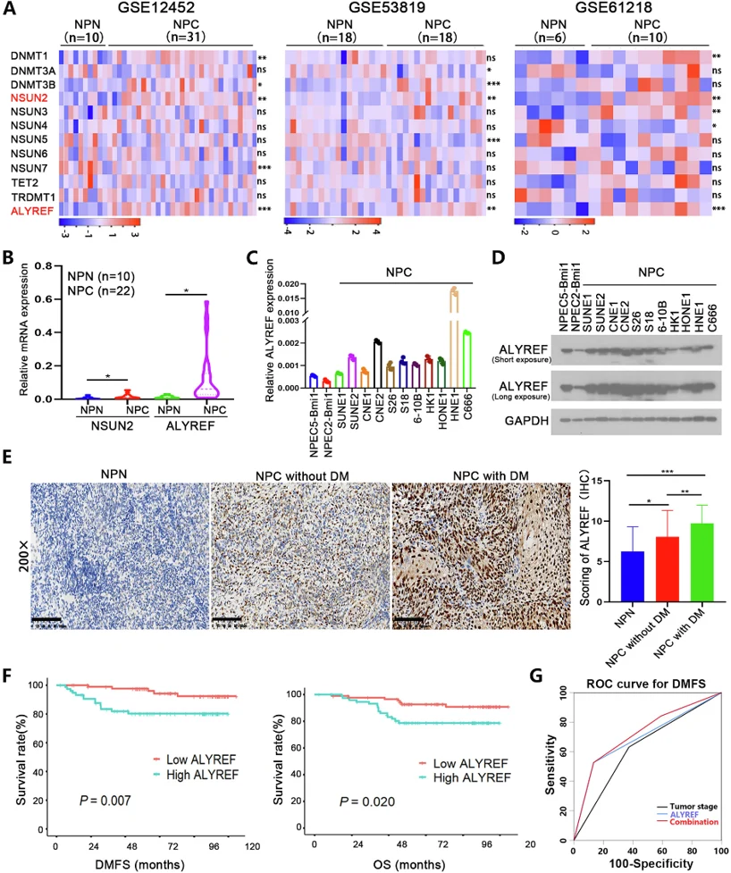 ALYREF is upregulated in NPC tissues and its high expression is associated with a poor prognosis in NPC patients.