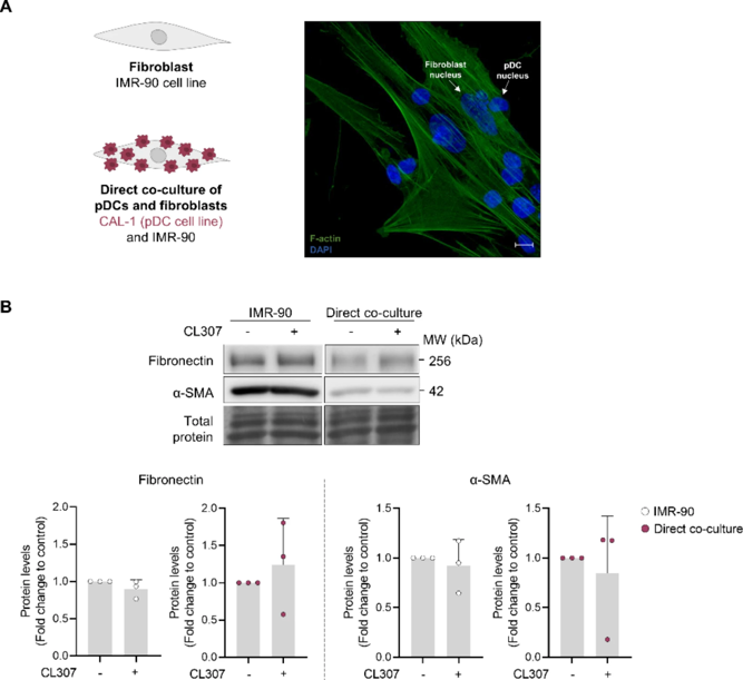 Exposure of IMR-90 - CAL-1 co-cultures to SubAB promotes fibronectin and α-SMA expression.