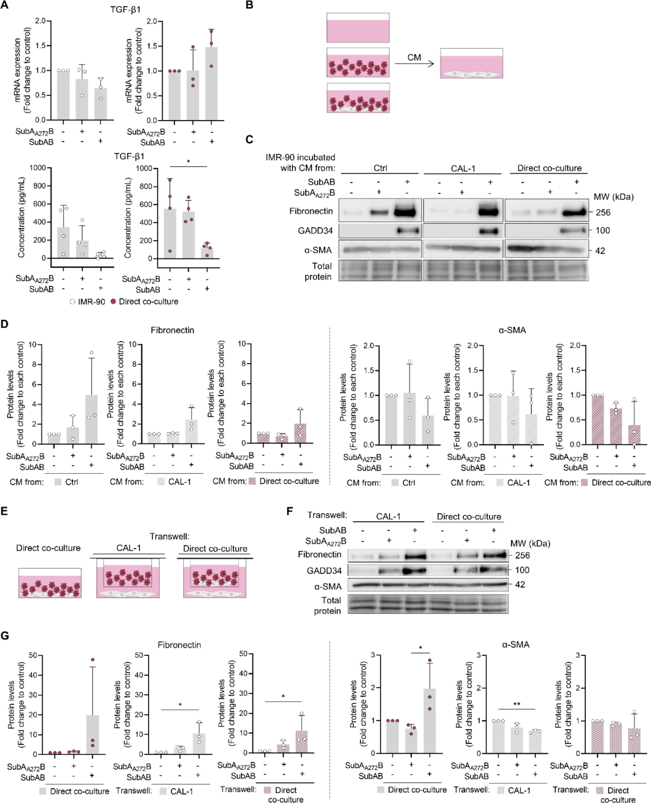 Fibroblast activation in the presence of CAL-1 cells requires intercellular contact.