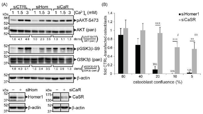 Calcium-sensing receptor (CaSR) and Homer1 modulated extracellular Ca2+-dependent phosphorylation of AKT and glycogen synthase kinase-3 (GSK3) and cell viability in human osteoblasts.