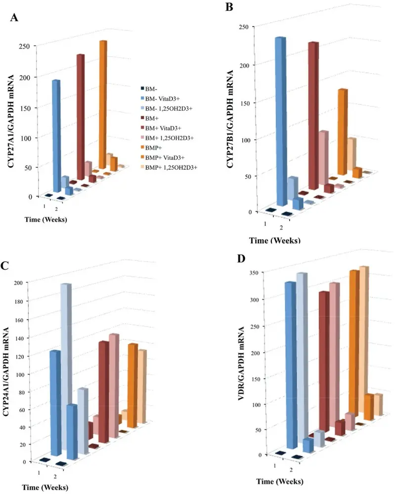 Induced mRNA expression of (A) CYP27A1, (B) CYP27B1, (C) CYP24A1 and (D) VDR in nine treatment group cultures of OPC1s including either vitamin D3 or 1,25OH2D3 in standard bone medium (BM−) and medium containing osteogenic factors (BM+ and BMP+).