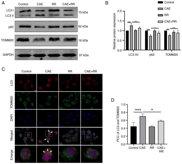 Inhibition of MCU attenuated CAE-induced mitophagy in HPDE6-C7 cells.