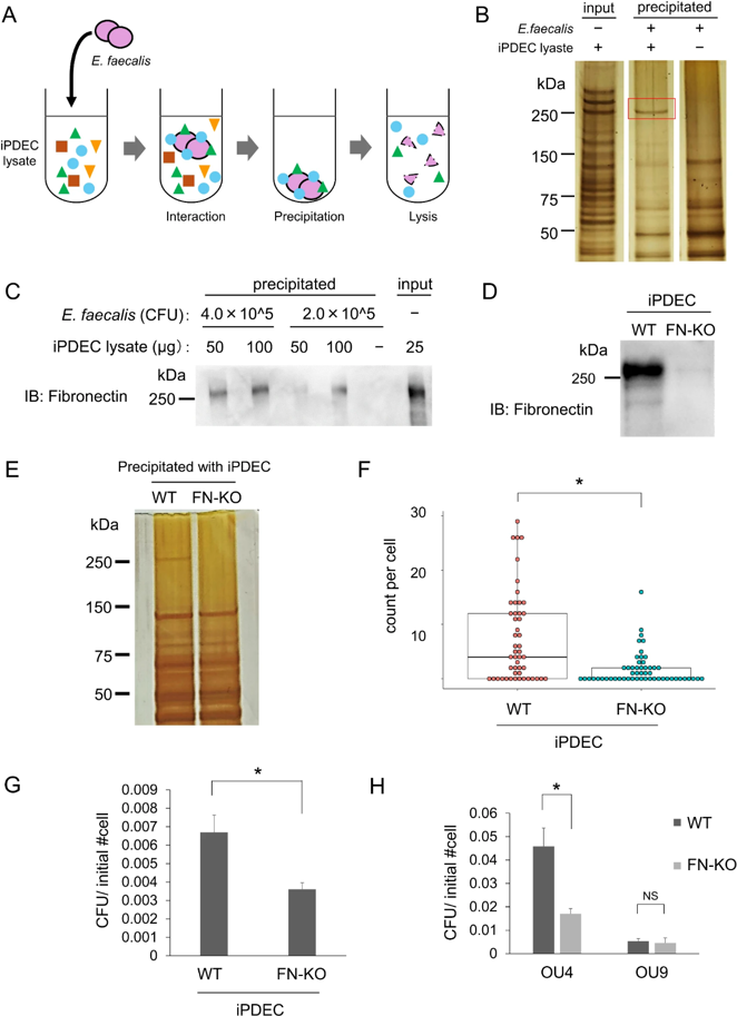 E. faecalis binding is regulated by fibronectin from pancreatic ductal epithelial cells.